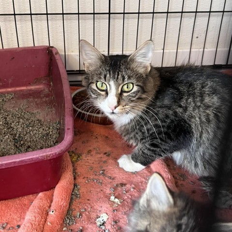 Esther (24-3O-Mom), an adoptable Domestic Medium Hair in Rifle, CO, 81650 | Photo Image 2