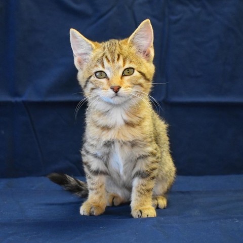 Caroline (24-3O-3), an adoptable Domestic Medium Hair in Rifle, CO, 81650 | Photo Image 1