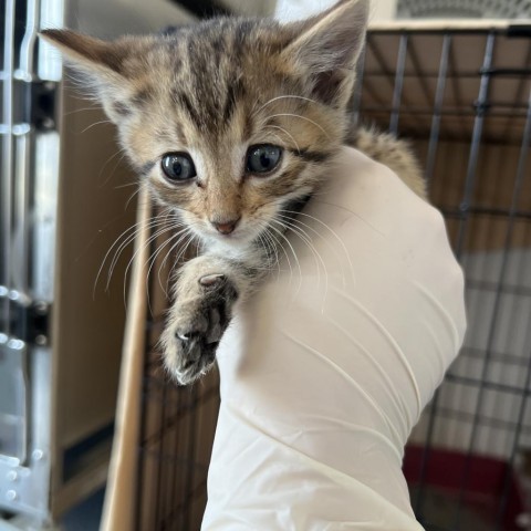 Caroline (24-3O-3), an adoptable Domestic Medium Hair in Rifle, CO, 81650 | Photo Image 2