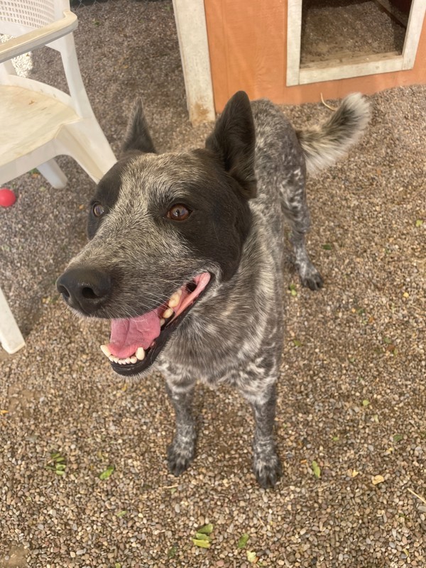 Bluey, an adoptable Mixed Breed in Great Falls, MT, 59405 | Photo Image 2