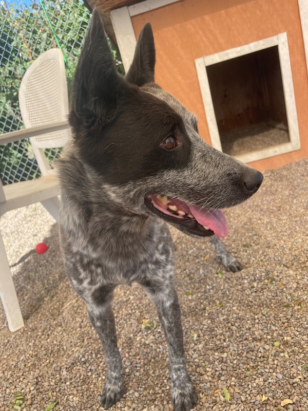 Bluey, an adoptable Mixed Breed in Great Falls, MT, 59405 | Photo Image 3