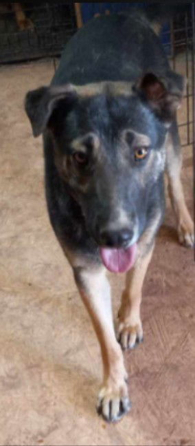 Tucker (Courtesy post)