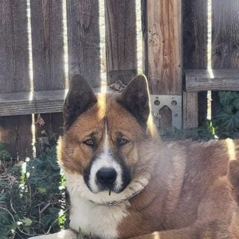 Luke (Courtesy post) Bonded pair