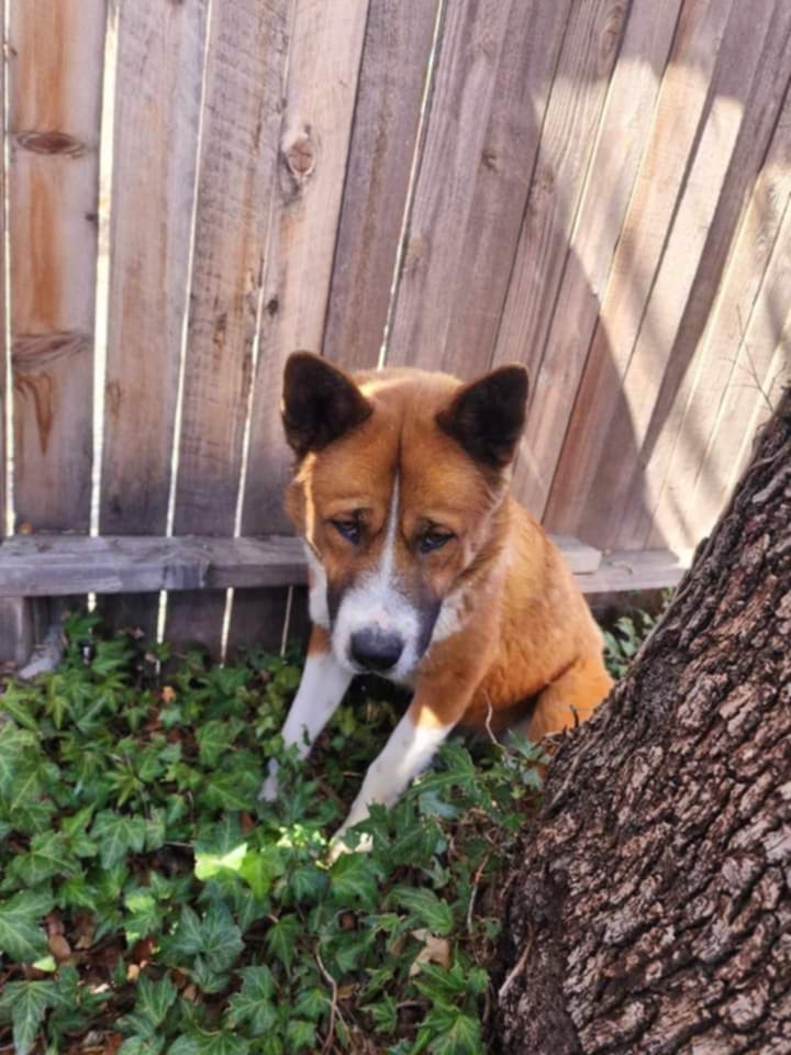 Luke (Courtesy post) Bonded pair
