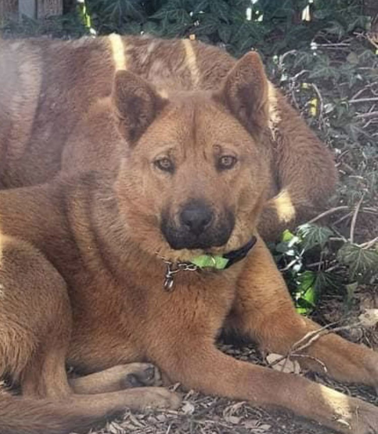Leia (Courtesy post) bonded pair