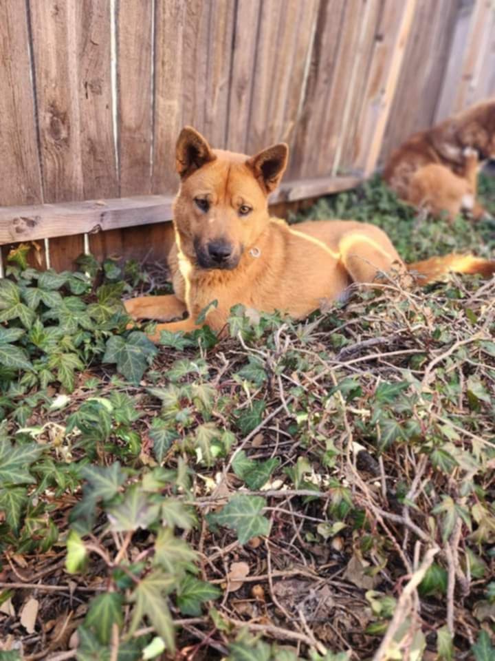 Leia (Courtesy post) bonded pair