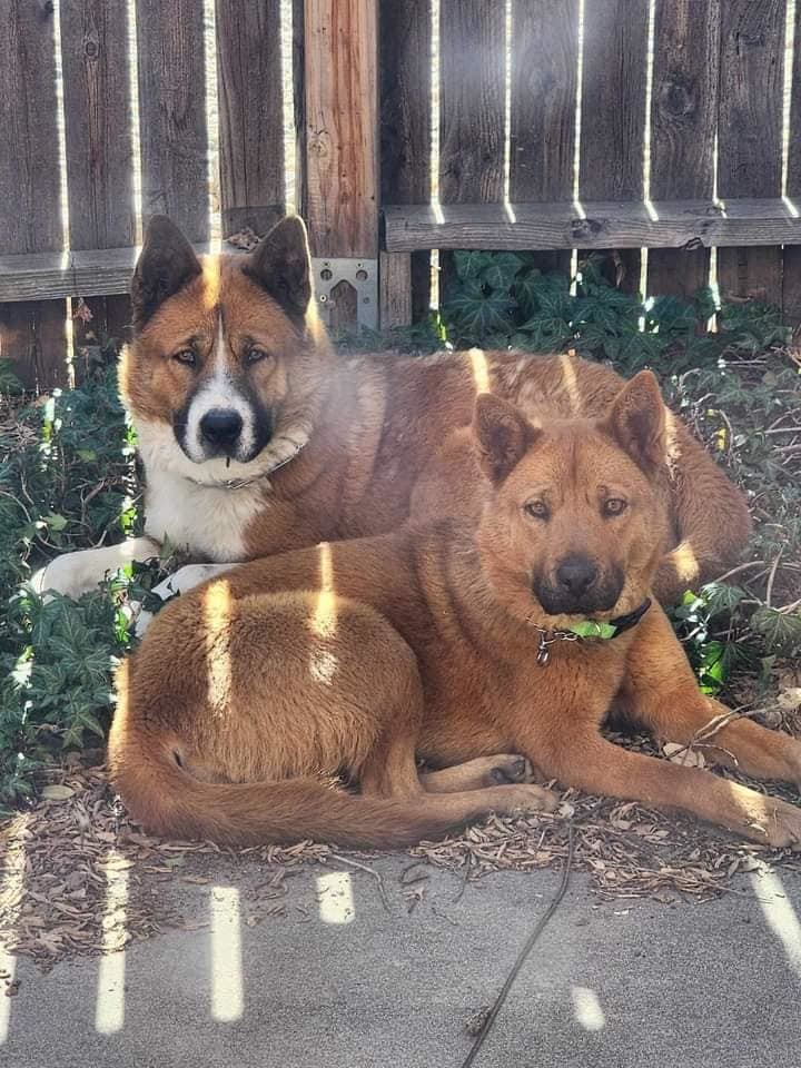 Leia (Courtesy post) bonded pair