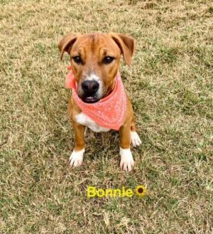 Bonnies estimated birthday is January 2024 and she weighs 40 pounds She was found along with Clyde 