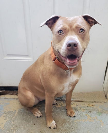 Toast (6434), an adoptable Pit Bull Terrier in Lake City, MI, 49651 | Photo Image 1