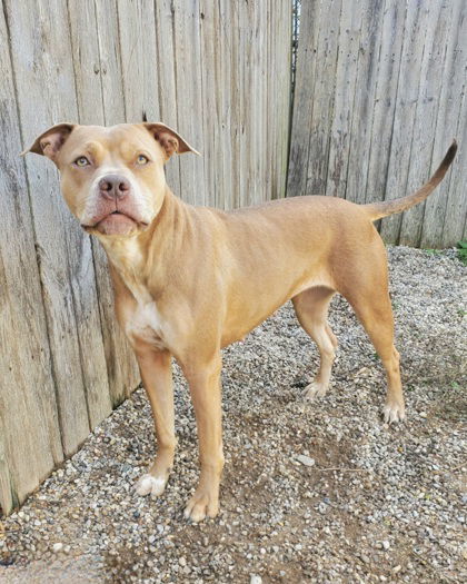 Toast (6434), an adoptable Pit Bull Terrier in Lake City, MI, 49651 | Photo Image 2