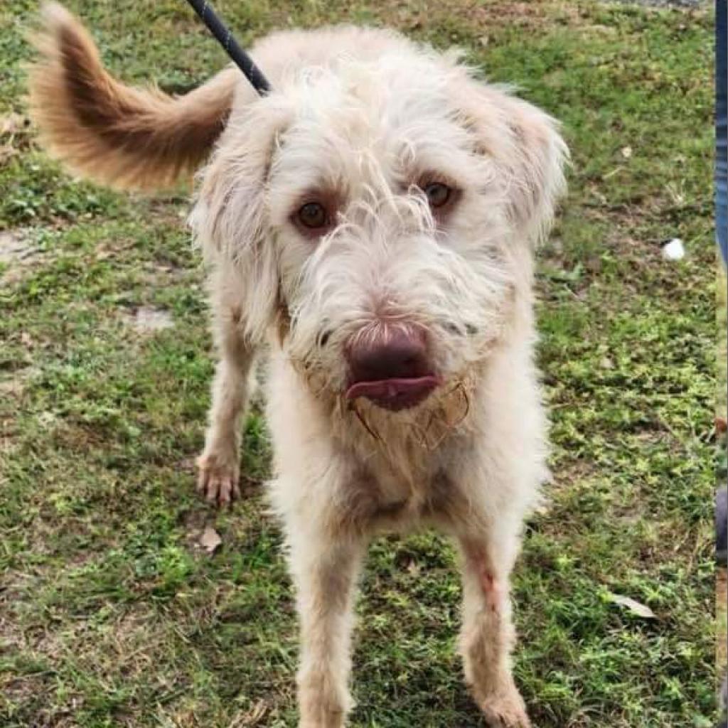 Chloe, an adoptable Standard Poodle, Weimaraner in Jacksonville, FL, 32250 | Photo Image 1