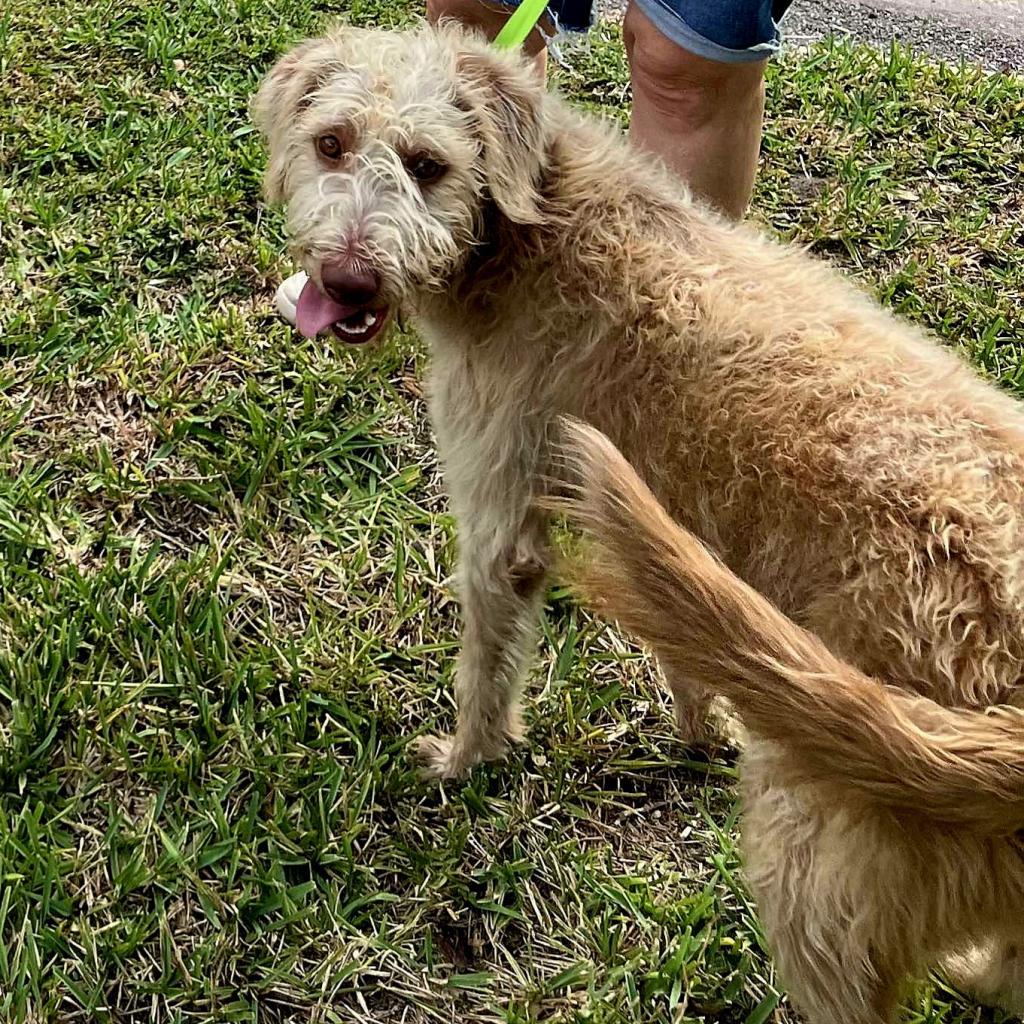 Chloe, an adoptable Standard Poodle, Weimaraner in Jacksonville, FL, 32250 | Photo Image 2