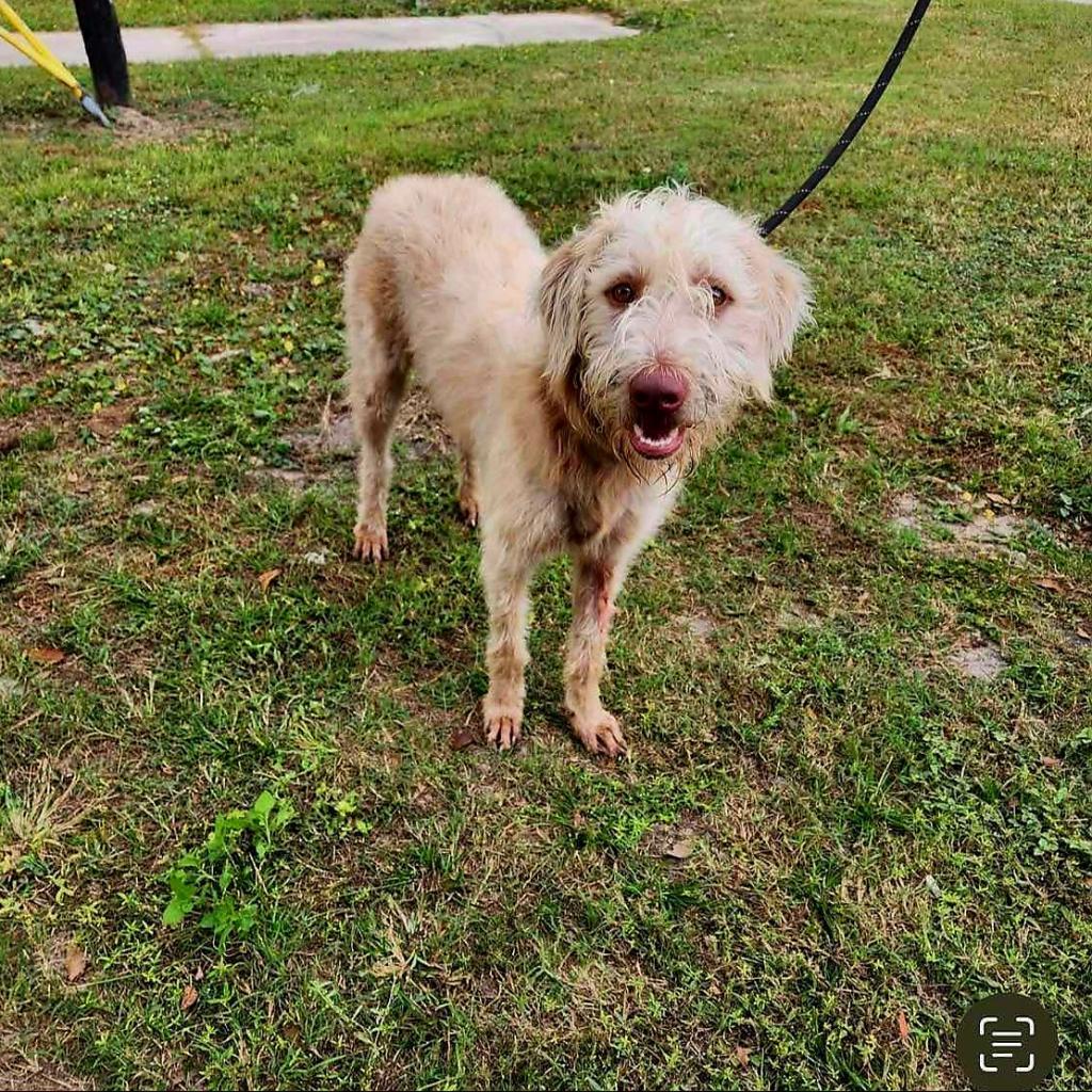 Chloe, an adoptable Standard Poodle, Weimaraner in Jacksonville, FL, 32250 | Photo Image 3