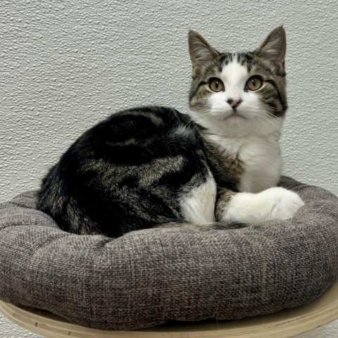 Nono, an adoptable Domestic Short Hair in Glenwood Springs, CO, 81601 | Photo Image 1