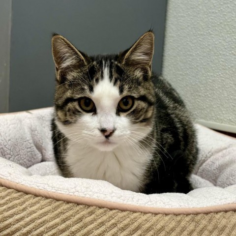 Nono, an adoptable Domestic Short Hair in Glenwood Springs, CO, 81601 | Photo Image 2