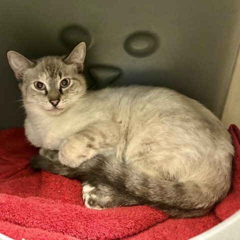 Naomi, an adoptable Domestic Short Hair, Siamese in Glenwood Springs, CO, 81601 | Photo Image 1