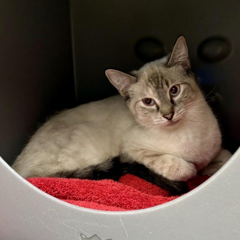 Naomi, an adoptable Domestic Short Hair, Siamese in Glenwood Springs, CO, 81601 | Photo Image 2