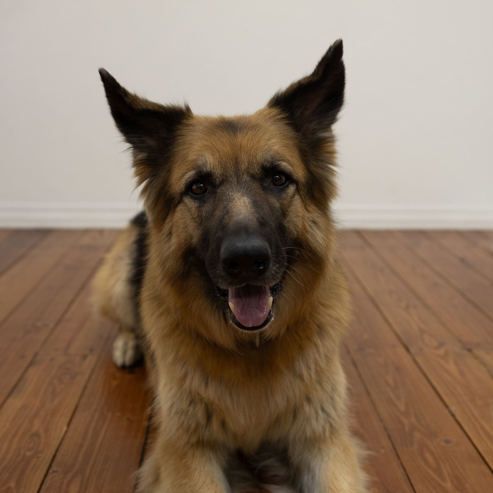 Pippi, an adoptable German Shepherd Dog in Fargo, ND, 58103 | Photo Image 1