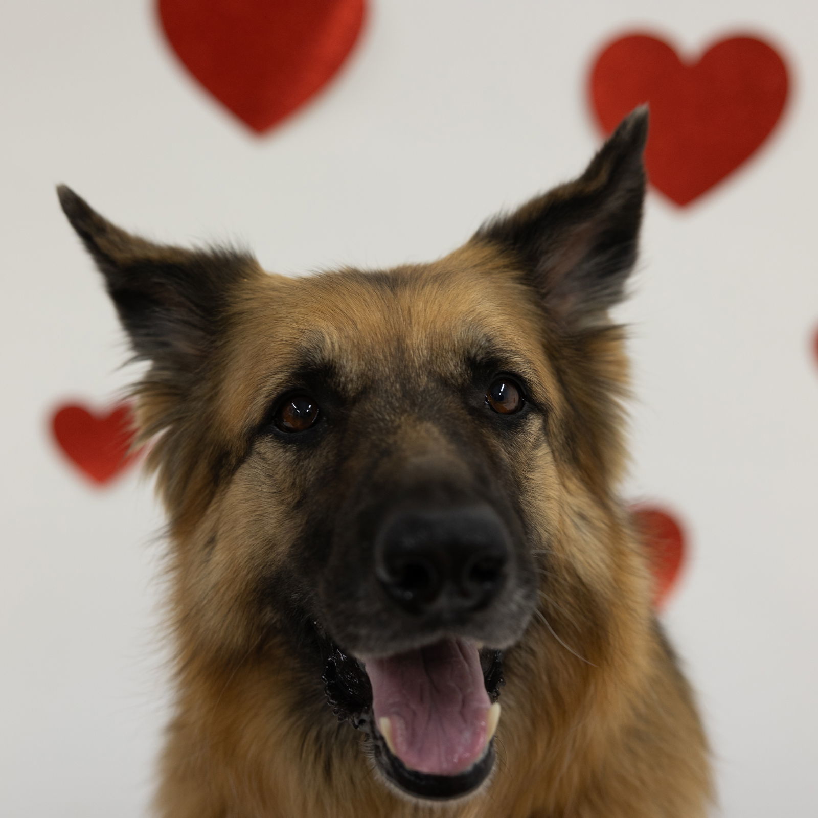 Pippi, an adoptable German Shepherd Dog in Fargo, ND, 58103 | Photo Image 2