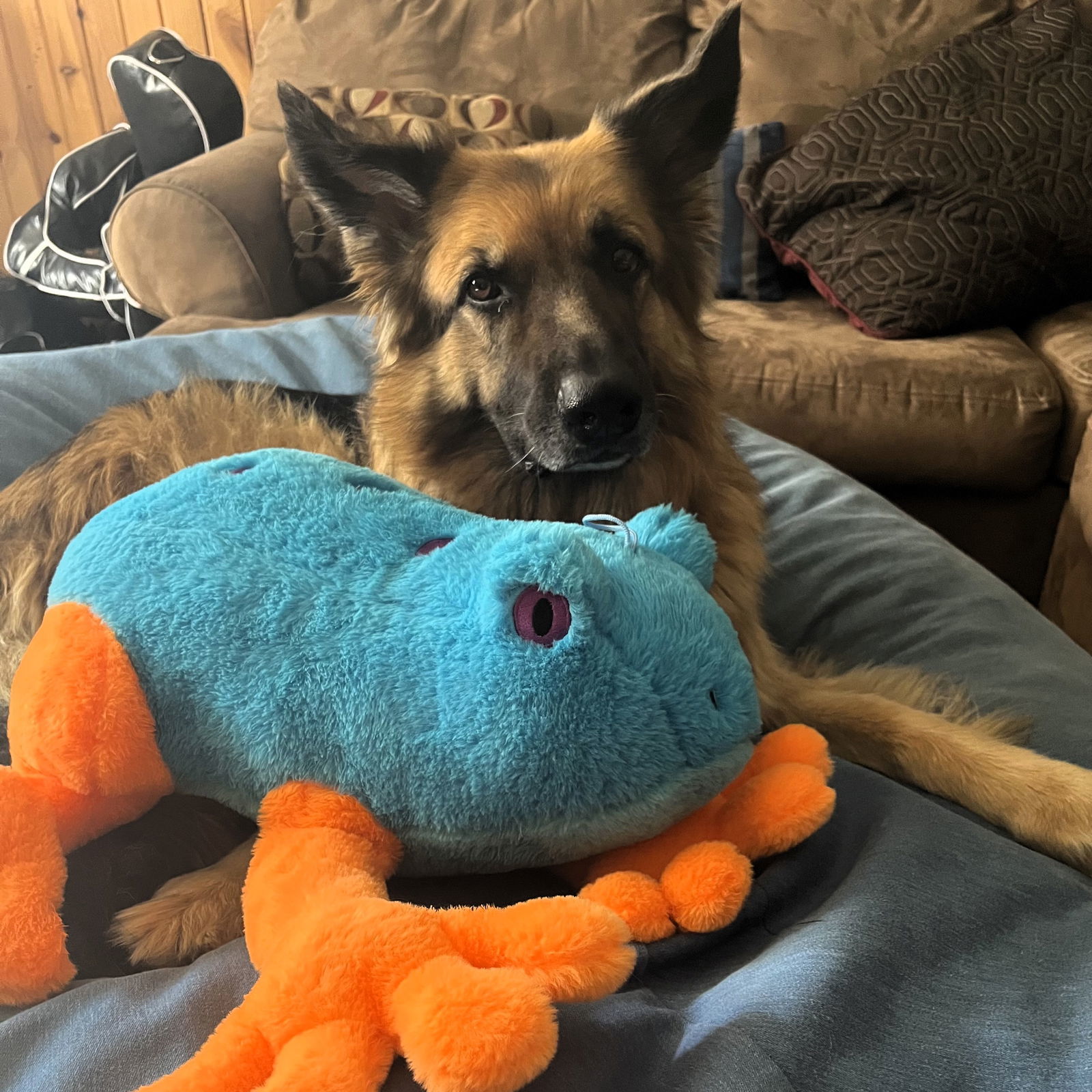 Pippi, an adoptable German Shepherd Dog in Fargo, ND, 58103 | Photo Image 2