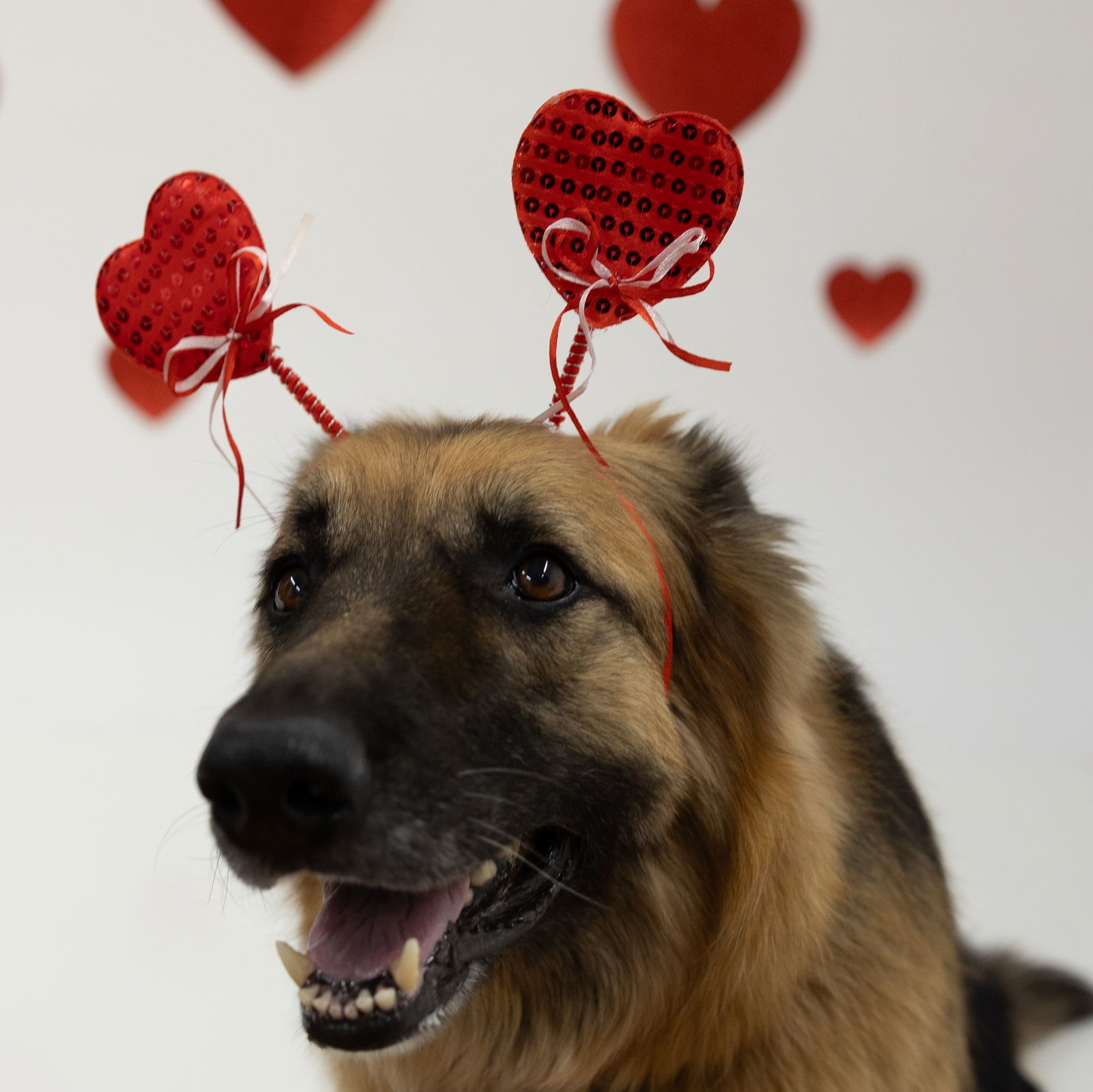 Pippi, an adoptable German Shepherd Dog in Fargo, ND, 58103 | Photo Image 3