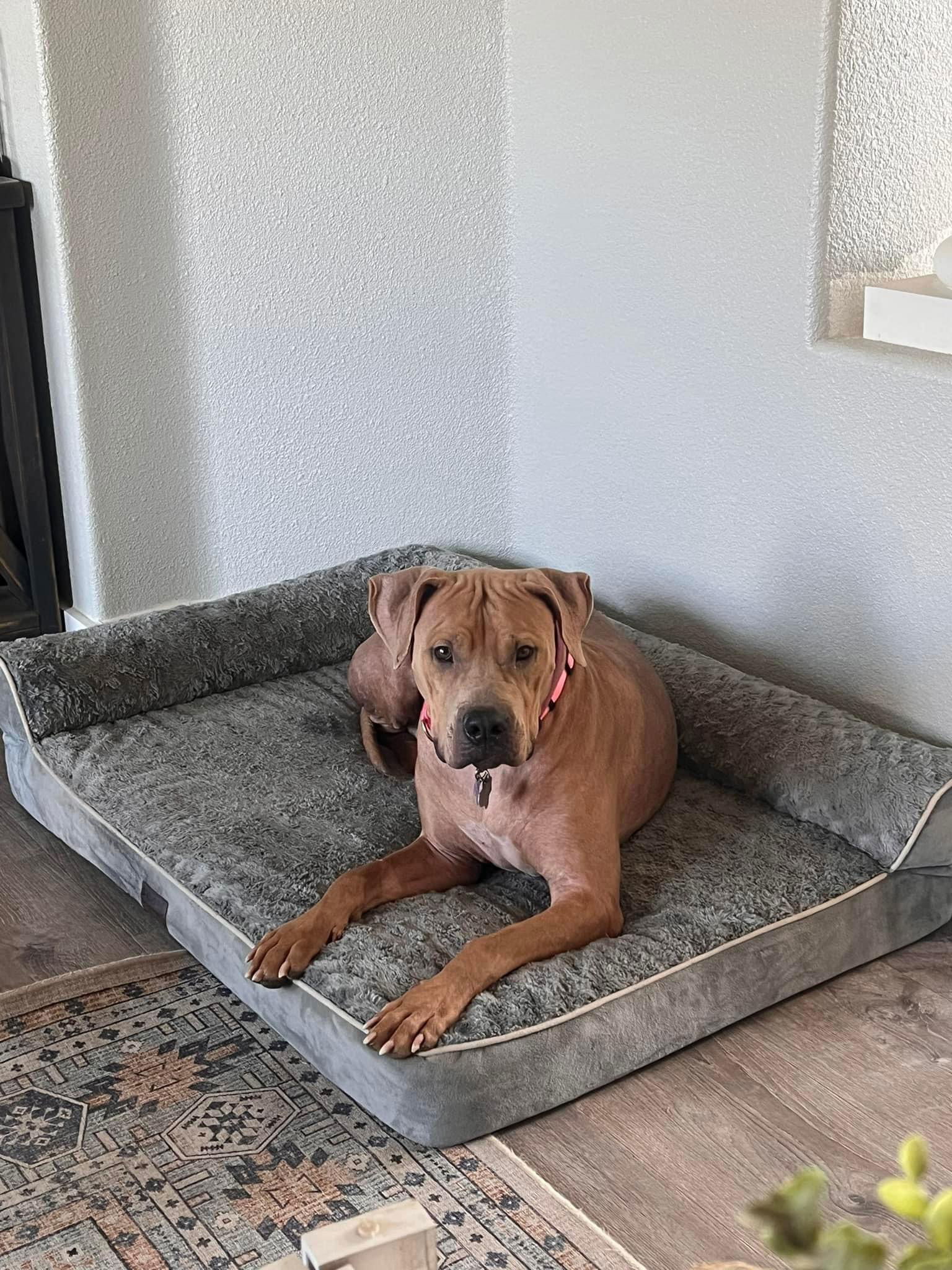 Biscuit, an adoptable Pit Bull Terrier in Polson, MT, 59860 | Photo Image 1