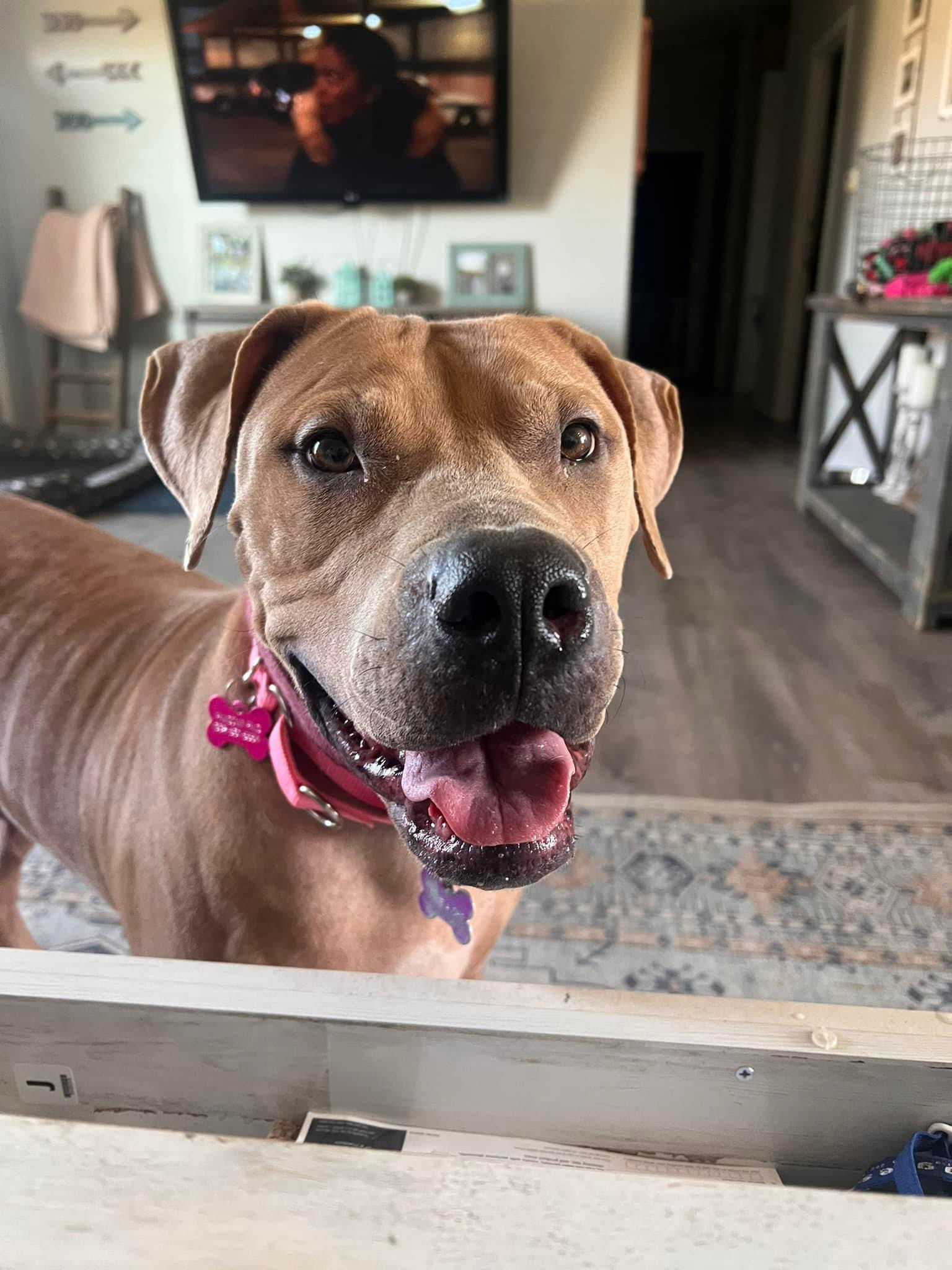 Biscuit, an adoptable Pit Bull Terrier in Polson, MT, 59860 | Photo Image 2