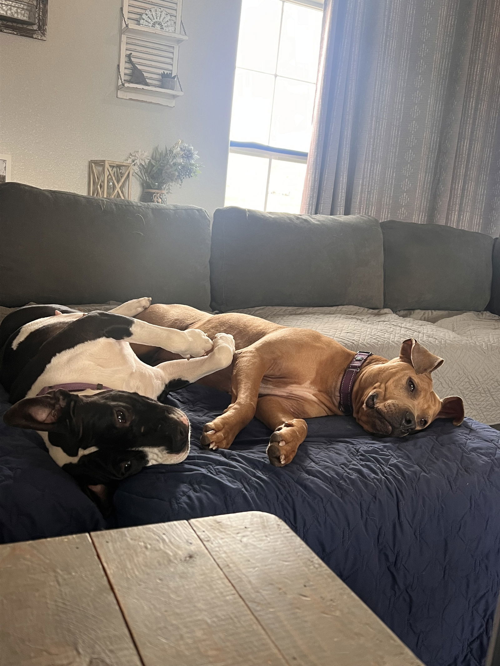 Biscuit, an adoptable Pit Bull Terrier in Polson, MT, 59860 | Photo Image 3