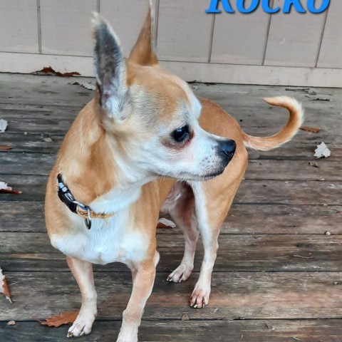 Rocko 2