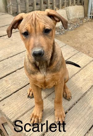 Scarlett is very sweet good natured Out of respect for our fosters time and privacy we do NOT arr