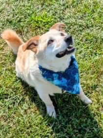 Mason needs to be rehomed because his human passed away from cancer Mason is a beautiful cream colo