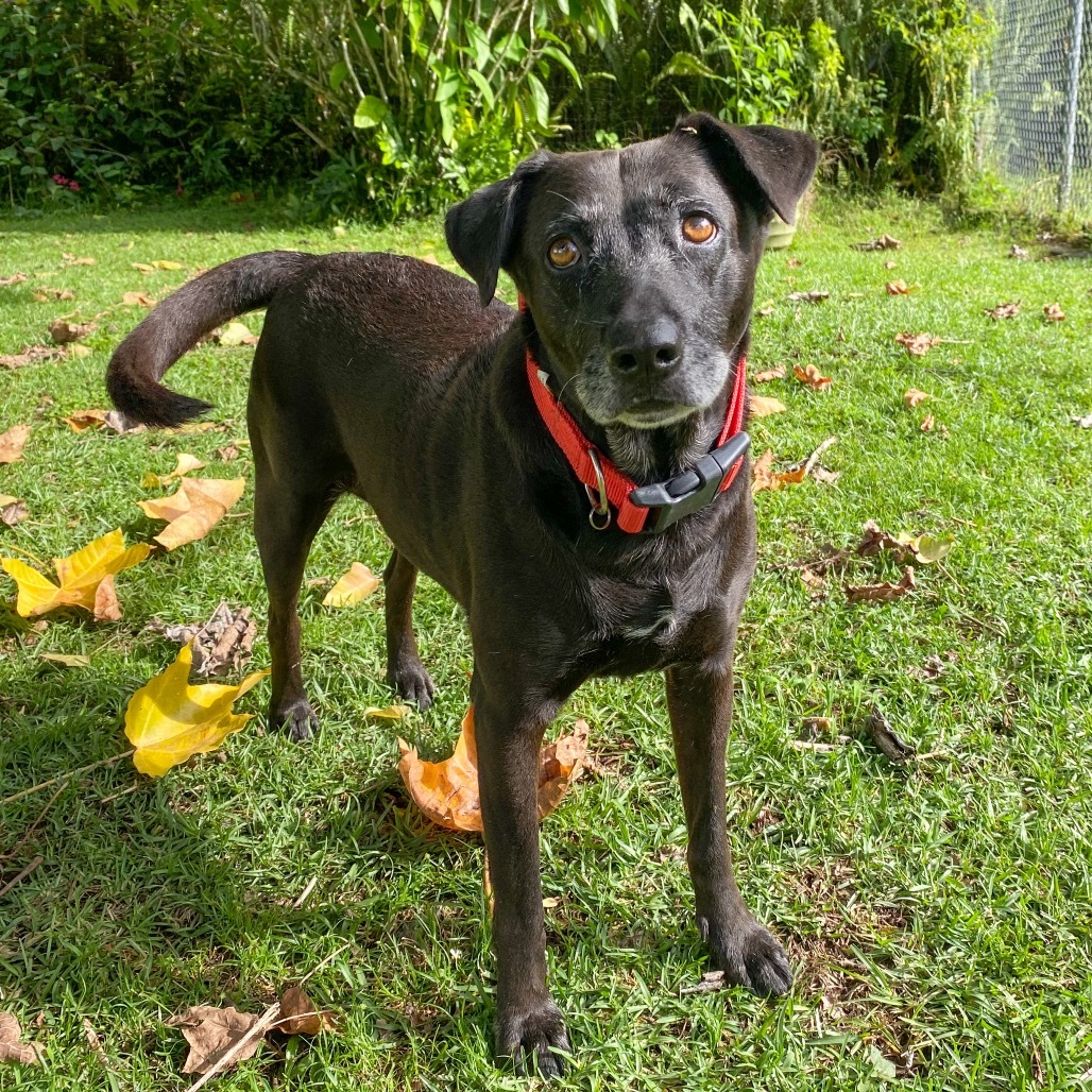 Bella, an adoptable Mixed Breed in Keaau, HI, 96749 | Photo Image 1