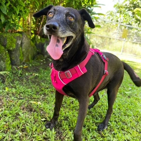 Bella, an adoptable Mixed Breed in Keaau, HI, 96749 | Photo Image 2