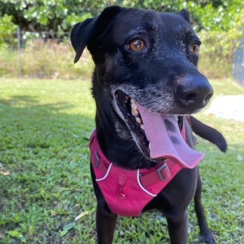 Bella, an adoptable Mixed Breed in Keaau, HI, 96749 | Photo Image 3