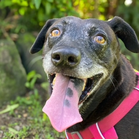 Bella, an adoptable Mixed Breed in Keaau, HI, 96749 | Photo Image 4