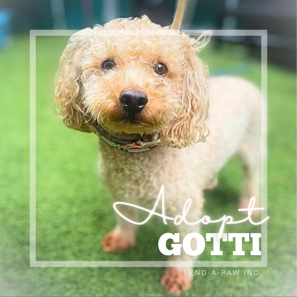 Gotti, an adoptable Cockapoo in Oceanside, NY, 11572 | Photo Image 1