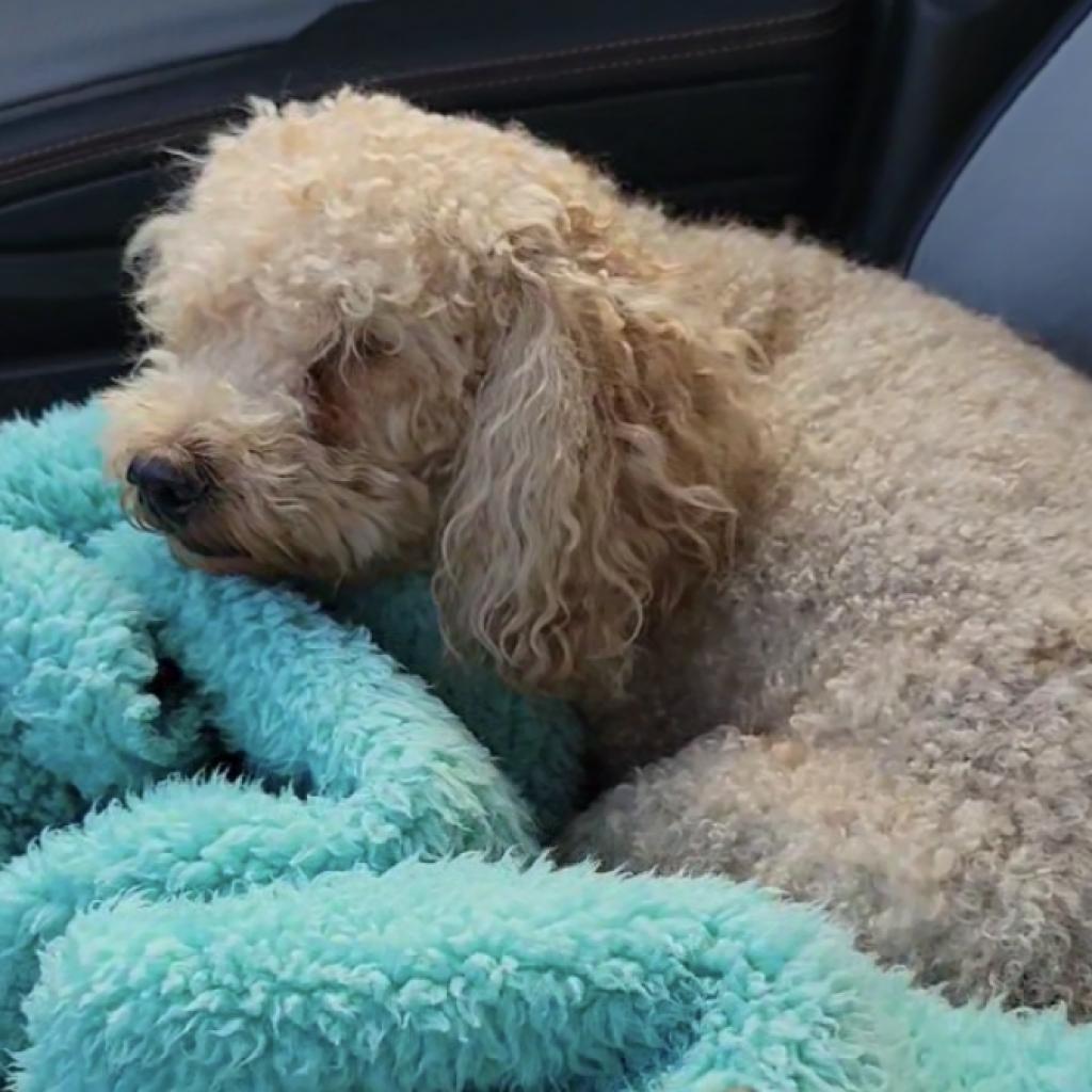 Gotti, an adoptable Cockapoo in Oceanside, NY, 11572 | Photo Image 2