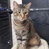 Peanut photo 4