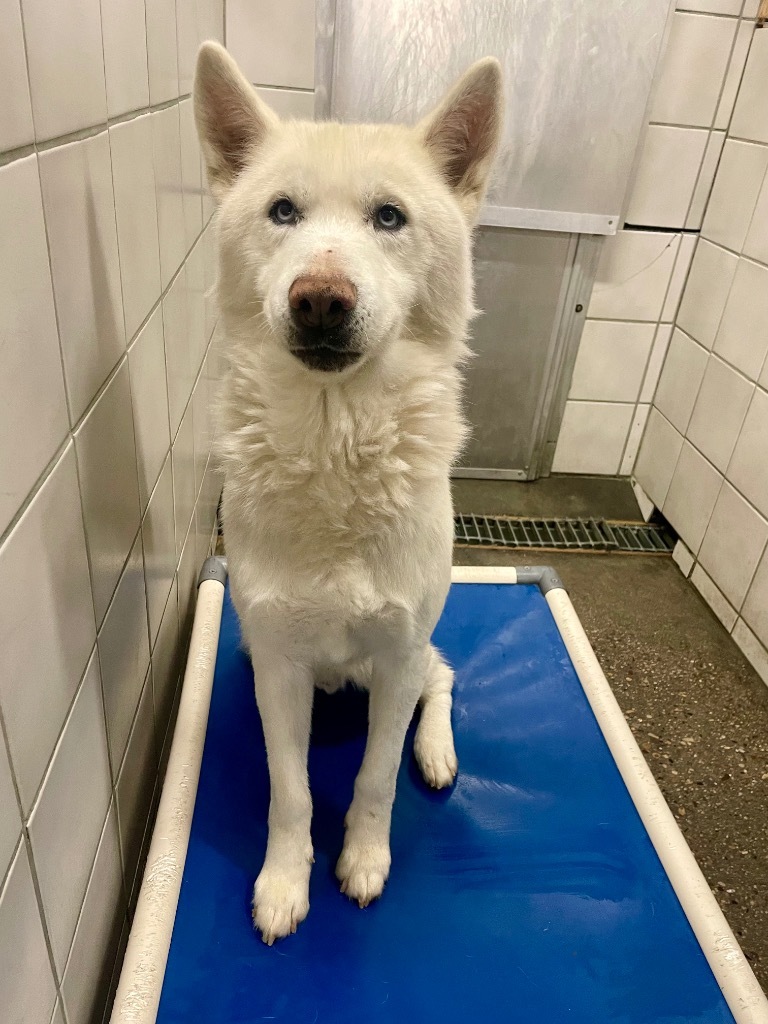 Dallas, an adoptable Husky in Rock Springs, WY, 82901 | Photo Image 1