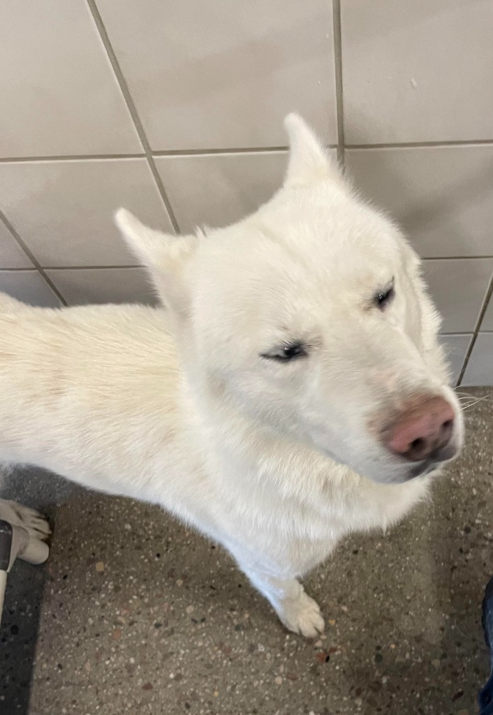 Dallas, an adoptable Husky in Rock Springs, WY, 82901 | Photo Image 2