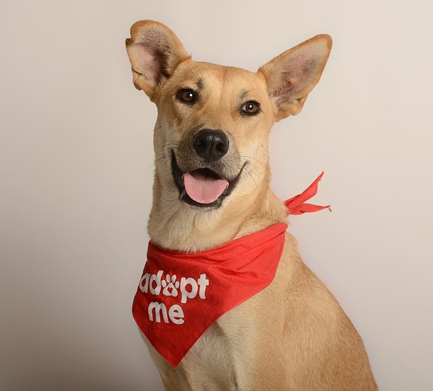 LOLA, an adoptable Carolina Dog in Jardines de San Manuel, PUE, 72570 | Photo Image 1