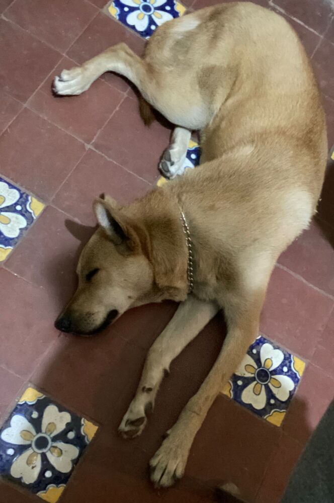 LOLA, an adoptable Carolina Dog in Jardines de San Manuel, PUE, 72570 | Photo Image 2