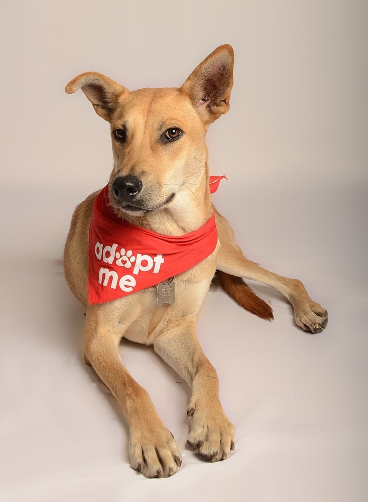 LOLA, an adoptable Carolina Dog in Jardines de San Manuel, PUE, 72570 | Photo Image 3