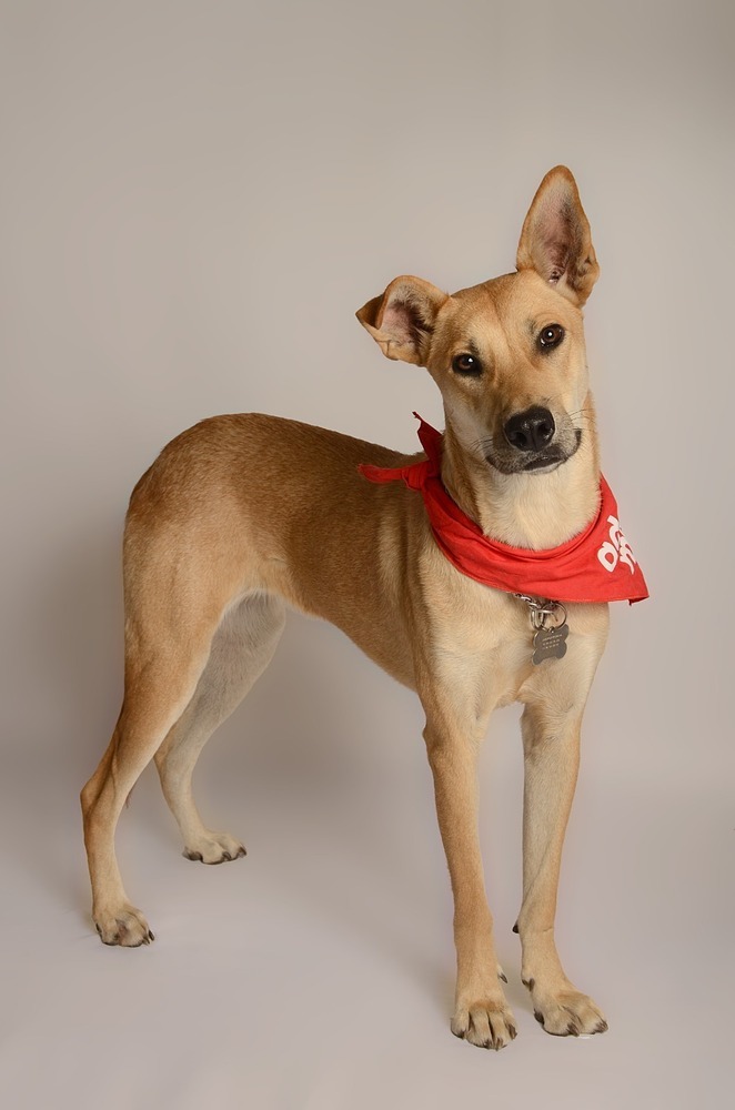 LOLA, an adoptable Carolina Dog in Jardines de San Manuel, PUE, 72570 | Photo Image 5