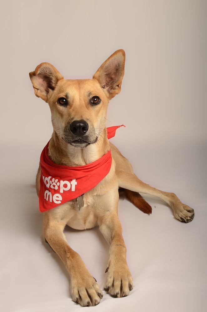 LOLA, an adoptable Carolina Dog in Jardines de San Manuel, PUE, 72570 | Photo Image 6
