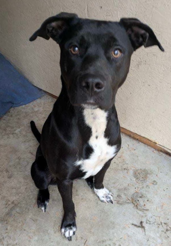 Sophia, an adoptable Labrador Retriever, Terrier in Thompson Falls, MT, 59873 | Photo Image 1