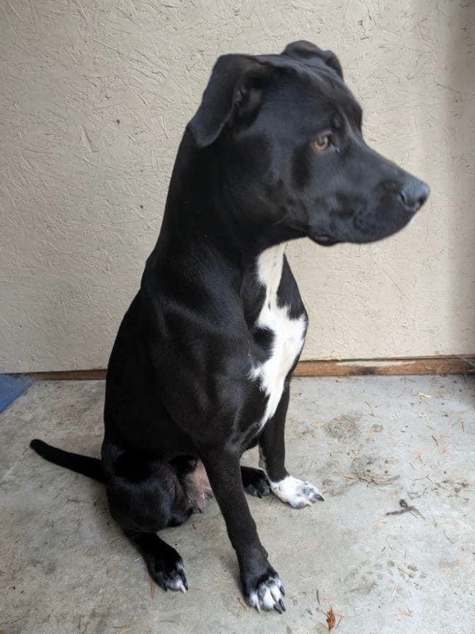 Sophia, an adoptable Labrador Retriever, Terrier in Thompson Falls, MT, 59873 | Photo Image 2