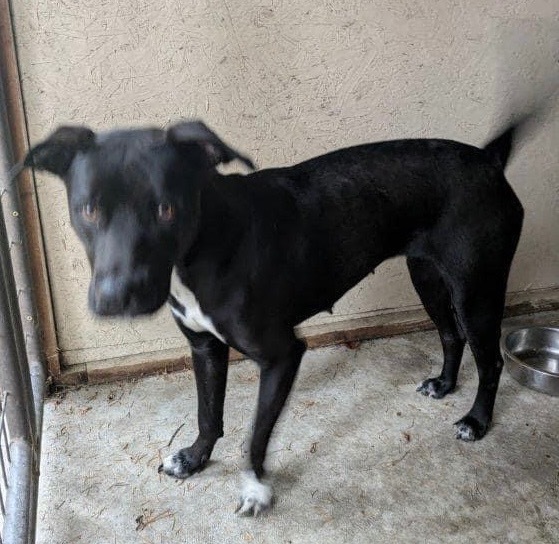 Sophia, an adoptable Labrador Retriever, Terrier in Thompson Falls, MT, 59873 | Photo Image 3