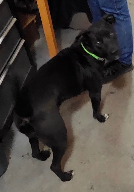 Sophia, an adoptable Labrador Retriever, Terrier in Thompson Falls, MT, 59873 | Photo Image 4