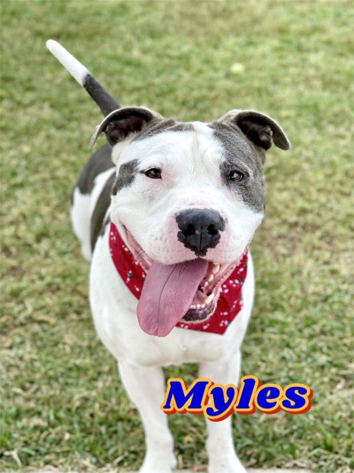 Myles 3